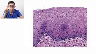 Histología  Clasificación de tejidos [upl. by Didi]