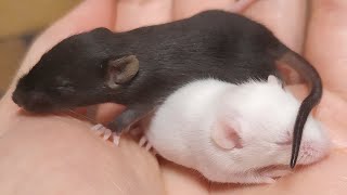 Baby mouse squeaking [upl. by Madelaine]