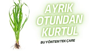 Ayrık Otu ve Kanyaş Otu ile Etkili Mücadele Yöntemleri  Bahçenizi Yabani Otlardan Arındırın [upl. by Talia]