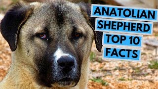 Anatolian Shepherd Dog  TOP 10 Interesting Facts [upl. by Ellicec]