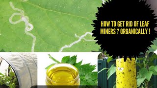 How to get rid of leaf miners Organically [upl. by Enahc]