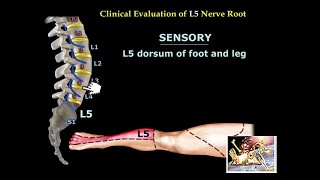 Neurological Evaluation Of The Lumbar Nerve Roots  Everything You Need To Know  Dr Nabil Ebraheim [upl. by Hermia]