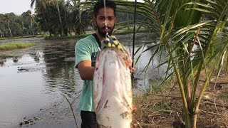 നാടൻ ചേറുമീൻ പിടിച്ചു മുഴുവനെ വറുത്തത് Snakehead fishing kerala part3 [upl. by Nellahs]