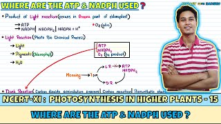 Photosynthesis in Higher Plants Lec 15 Where are the ATP amp NADPH used Class 11 NEET Harishu [upl. by Htebi]