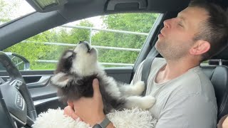 Adorable New Puppy Howls For The First Time So Cute [upl. by Ititrefen]