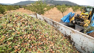 28 Billion Pounds Of Almonds Harvested This Way In California  Almond Processing Factory [upl. by Ettenad858]