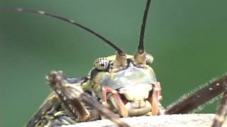 Katydids of Costa RicaMasters of Camouflage and Mimicry [upl. by Ayatnohs952]