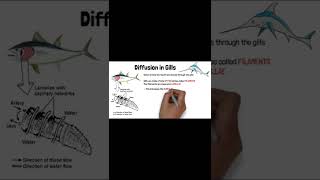 GCSE Exam Tips 14 Diffusion 2 shorts shortsvideoviral gcse igcse [upl. by Cost]