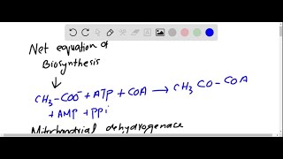 Write the net equation for the biosynthesis of palmitate in rat liver starting from mitochondrial … [upl. by Okomot]