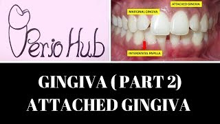 GINGIVA  Attached Gingiva [upl. by Karoline]