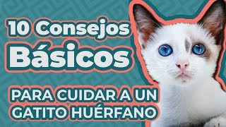 CÓMO CUIDAR A UN GATITO BEBÉ SIN MAMÁ  GUÍA COMPLETA GATITOS HUÉRFANOS [upl. by Einnaf643]