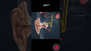 The ear and mechanism of Hearing part 1 youtubeshorts shortfeed youtube [upl. by Elayor]