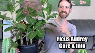 Ficus AudreyBanyan Tree Care amp Info Ficus benghalensis [upl. by Jada]