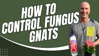 How to Control Fungus Gnats [upl. by Trista]