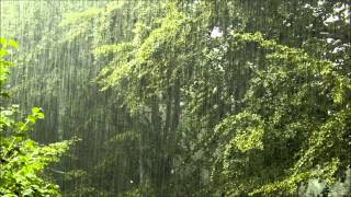 Torrential rain  relaxing rain with nature sounds [upl. by Faludi]