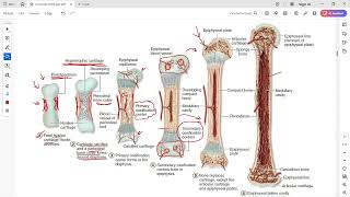 Bone development endochondral ossification [upl. by Aibara]