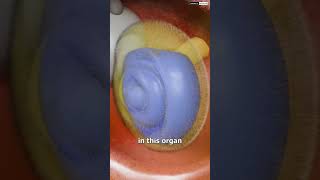 HOW SOUND TRAVEL IN EAR LearnWithAnuragSir viralvideo facts science facts upboard ncert [upl. by Allerie]