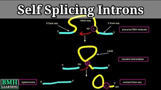 Self Splicing Introns  Group I amp group II introns  RNA Self Splicing  Intron Mediated Splicing [upl. by Anilev578]