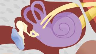 How the Ears Work  Nemours KidsHealth [upl. by Einnalem819]