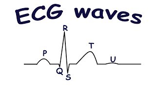 ECG waves [upl. by Nylatsyrk]