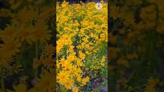 Packera tempicana  golden ragwort flowers  wild flowers flowers shorts satisfying [upl. by Arenahs]