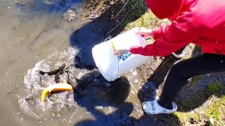 Trout Stocking Lake Caroline [upl. by Alfreda]