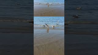 Gabbiani in spiaggia a Cesenatico in questo mercoledì sera 24 07 2024 [upl. by Filip]