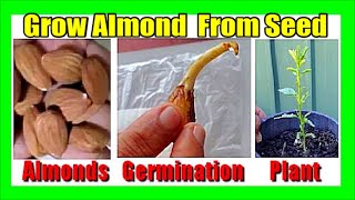 How to Grow Almond Tree From Seed Growing Almond Seed Germination [upl. by Ynnav]