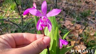 Bletilla Striata Showcase and Tips For Growing [upl. by Normandy]