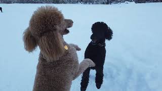 How much exercise do Standard Poodles need daily Can you walk them in the snow [upl. by Derej]