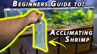 How to Acclimate Freshwater Shrimp Beginner Shrimp Keeping [upl. by Aip]