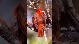 A lovely Hepatic tanager bird [upl. by Maxey]