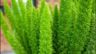 Foxtail fern [upl. by Shishko775]