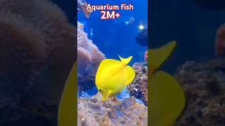 Yellow aquarium fish nice short feed [upl. by Erich]