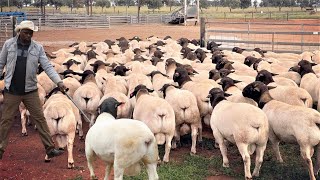 I Left Banking Job Now Richest Dorper Sheep Farmer [upl. by Yerahcaz]