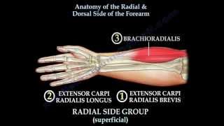 Anatomy Of The Radial amp Dorsal Forearm Part 2  Everything You Need To Know  Dr Nabil Ebraheim [upl. by Allmon]