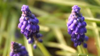 Combination Planting  Daffodils and Muscari [upl. by Semyaj]