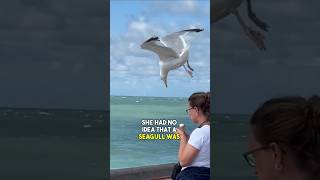 seagull steals this womans ice cream [upl. by Georgi]