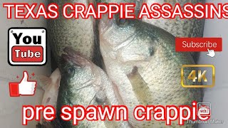 pre spawn crappie [upl. by Notnad]