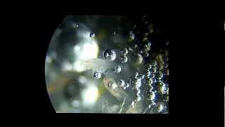 Copepods in hydrogen peroxide [upl. by Liddy]