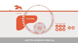 Plasmodium vivax [upl. by Anrahc]