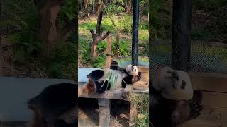 funny panda china chinatravel travel chinatourism travelvlog panda [upl. by Bogosian]