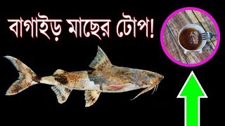 বাগাইড় মাছের টোপ Fishing Technique Video Bagair Bagarius Goonch Catfish Bait [upl. by Areehs282]