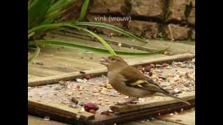 29 soorten vogels in de tuin [upl. by Gasper702]