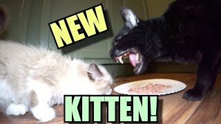 Talking Kitty Cat 65  Meet The New Kitten [upl. by Haggai]