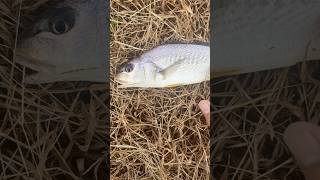 Morning snags youtubeshorts fish croaker snapper river water fishing [upl. by Lydon]