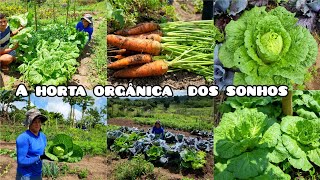 colheita completa em nossa HORTA ORGÃ‚NICAmuita fartura  SUSTENTABILIDADE NA ROÃ‡A [upl. by Donica]