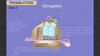 Protein Synthesis Stage 2 Translation [upl. by Stuckey]