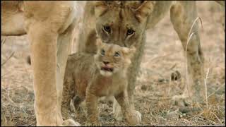 The lions pride in luangwa valley national geographic documentary 2020 full hd 1080p [upl. by Nniroc613]