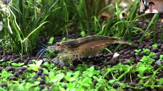 Breeding Amano Shrimp is EASY Complete Detailed Presentation  Avatar Aquatics Method [upl. by Yrannav]